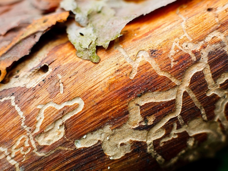 bảo quản tủ rượu gỗ